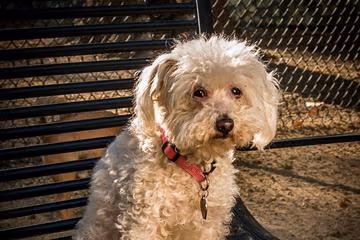 Uptown Dog Park photo 1